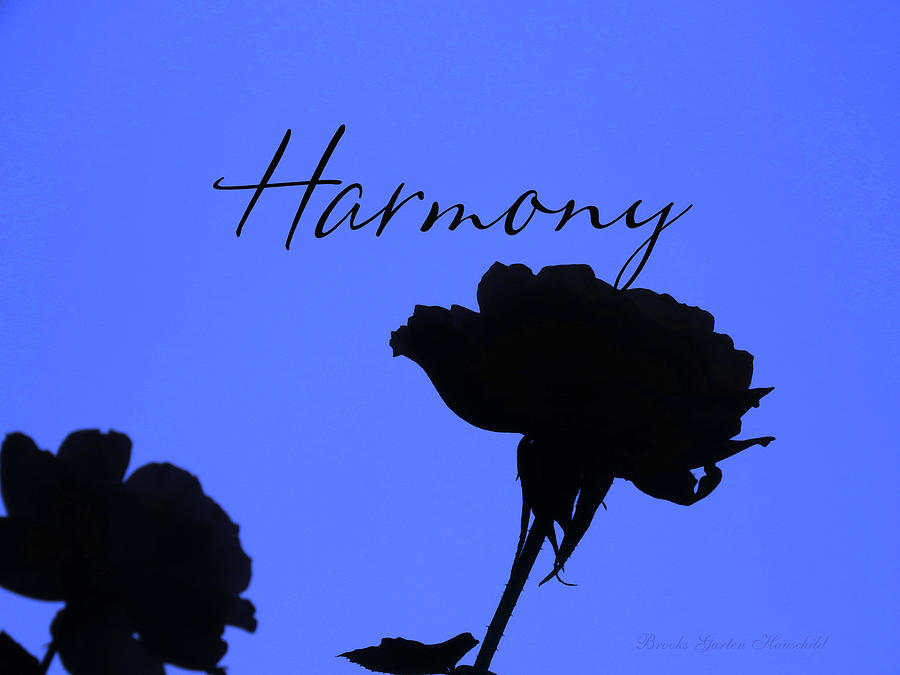 Harmony Rose Silhouette with Text - Original Floral Photography and Design Photograph by Brooks Garten Hauschild