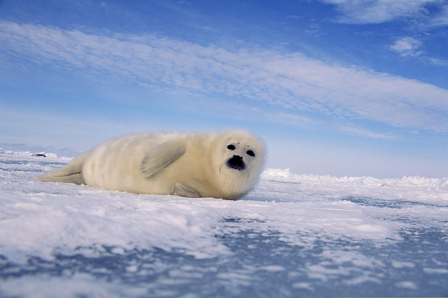 Harp seal , Canada Photograph by Comstock Images