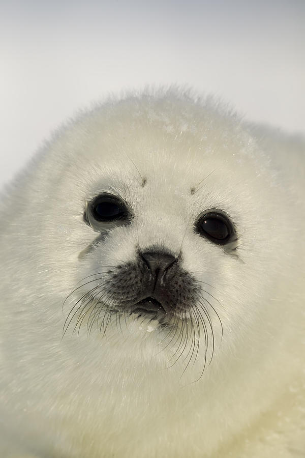 Harp Seal, Phoca groenlandica, pup portrait, Gulf of St Lawrence, Canada Photograph by Enrique Aguirre Aves