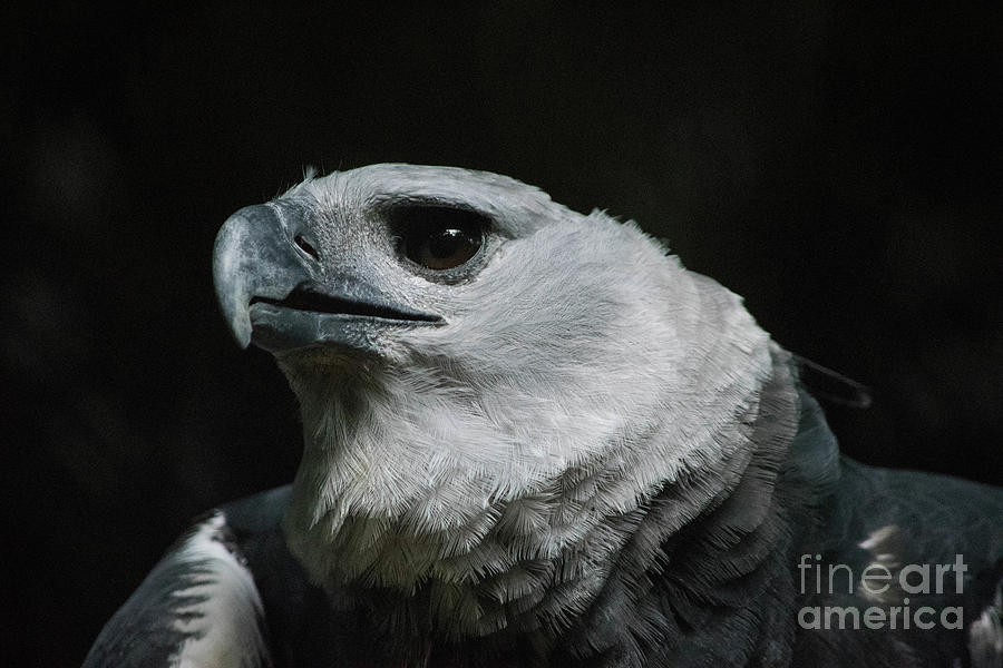 Harpee profile Photograph by Ed Stokes - Fine Art America