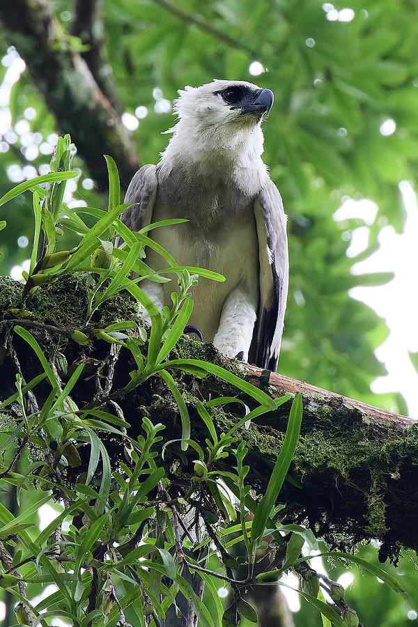 Harpy Eagle 1 Photograph by David and Patricia Beebe