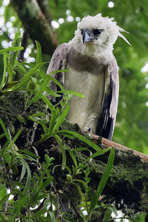 Harpy Eagle 6 Photograph by David and Patricia Beebe