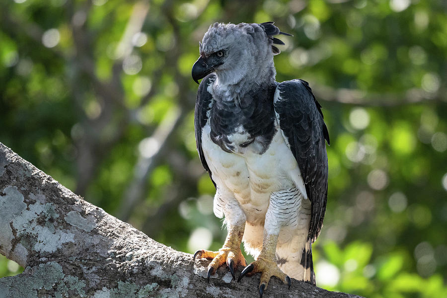 Harpy Eagle Adult Photograph by Robert Goodell - Fine Art America