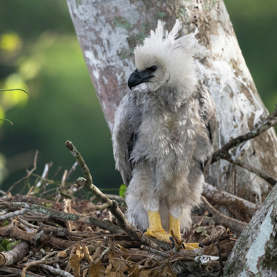 Harpy Eagle Chick Standing in Nest Photograph by Robert Goodell - Pixels