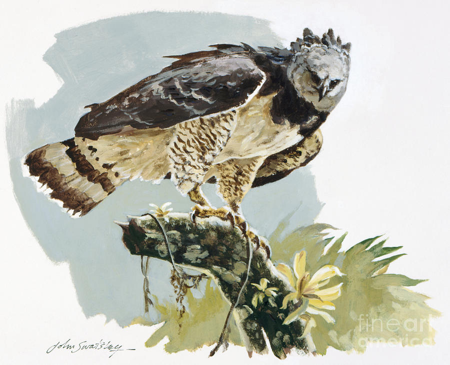 Harpy Eagle II Painting by John Swatsley