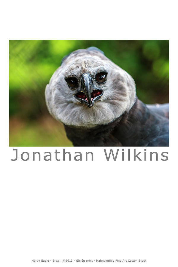 Eagle Photograph - Harpy Eagle by Jonathan Wilkins