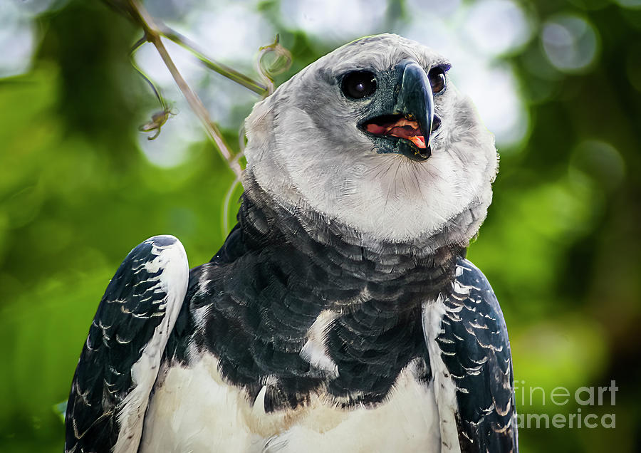 Harpy Eagle Portrait Photograph by Urs Hauenstein