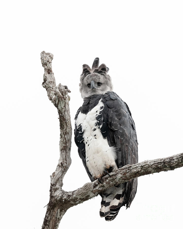 567 Harpy Eagle Stock Photos - Free & Royalty-Free Stock Photos from  Dreamstime