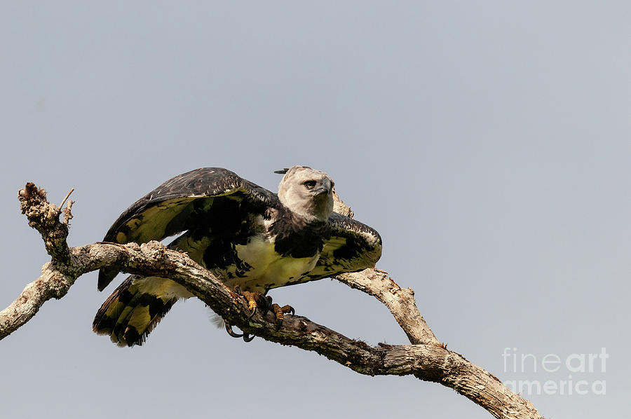 Harpy Eagle Takes Flight Photograph by Robert Goodell - Pixels
