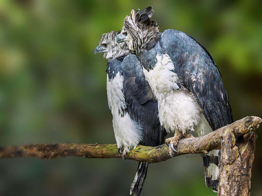 Harpy eagles Photograph by Penny Lisowski