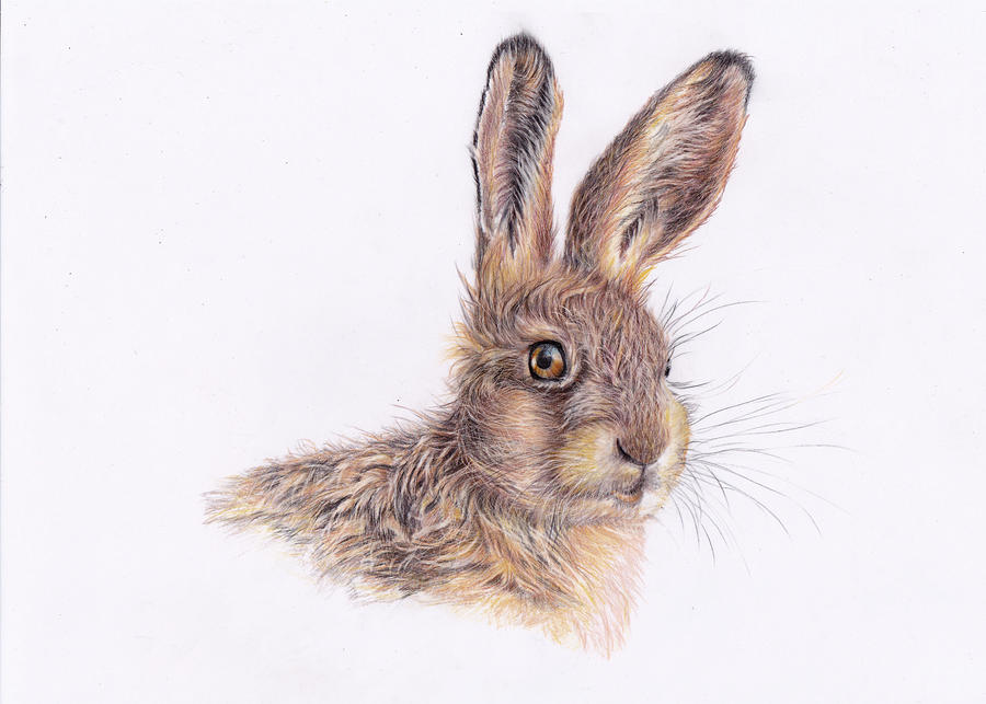 Harriet Hare Painting by Debra Hall