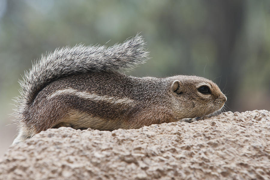 Harris Antelope Squirrel Thermoregulating Photograph by Ed Reschke