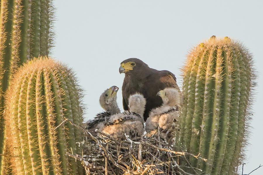 Harris Hawk Adult and Chicks 7955-050922-3 Photograph by Tam Ryan