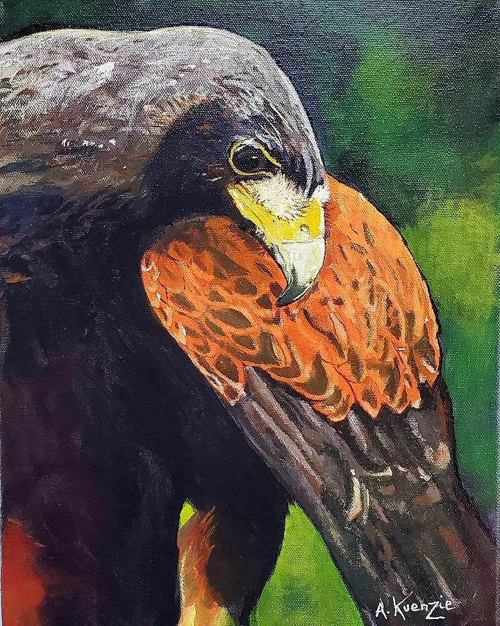 Harris Hawk Painting by Amy Kuenzie
