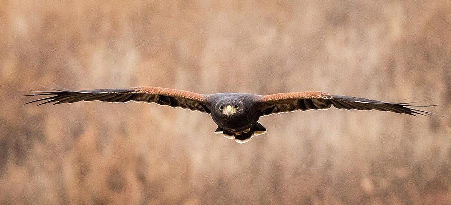 Harris Hawk coming at you Photograph by Lorraine Matti - Fine Art America