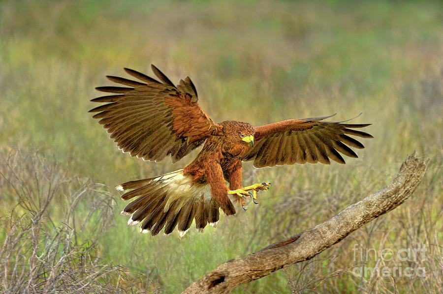 Harris Hawk Flared To Land Photograph by Dave Welling