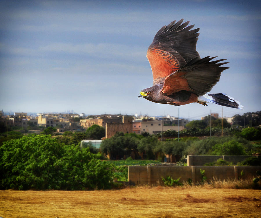 Harris Hawk flying over fields - Nature photo Photograph by Stephan Grixti