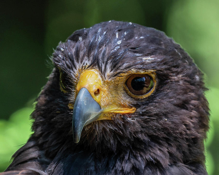 Harris Hawk head shot Photograph by Simon Brown - Fine Art America