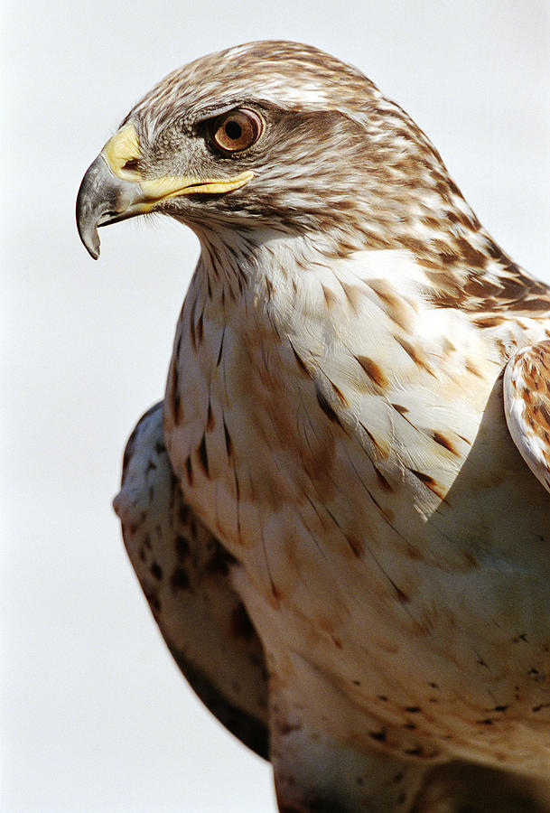 Harris hawk (Parabuteo unicinctus), close-up Photograph by Ryan McVay