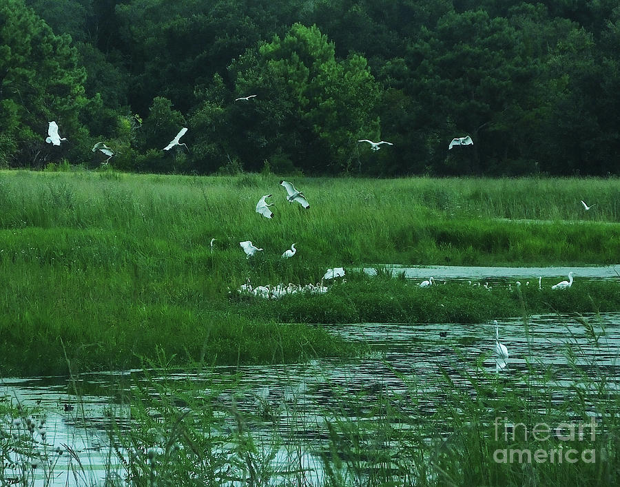 Harris Neck NWR Pond Photograph by Lizi Beard-Ward | Fine Art America