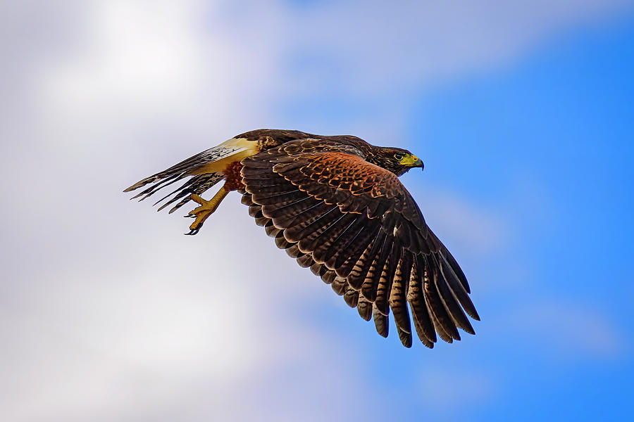 Bird Photograph - Harriss Hawk 24783 by Mark Myhaver