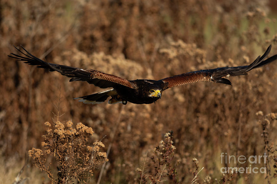 Harriss Hawk In Flight Photograph By Jt Lewis Fine Art America