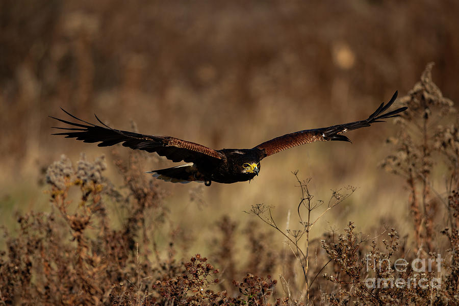 Harriss hawk Photograph by JT Lewis