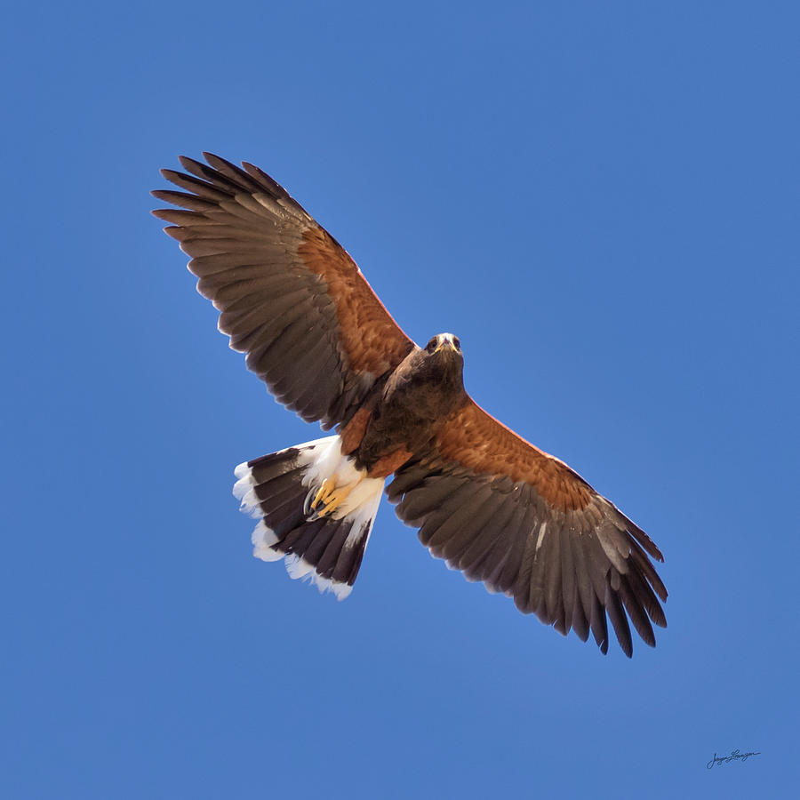 Harriss Hawk Photograph by Jurgen Lorenzen