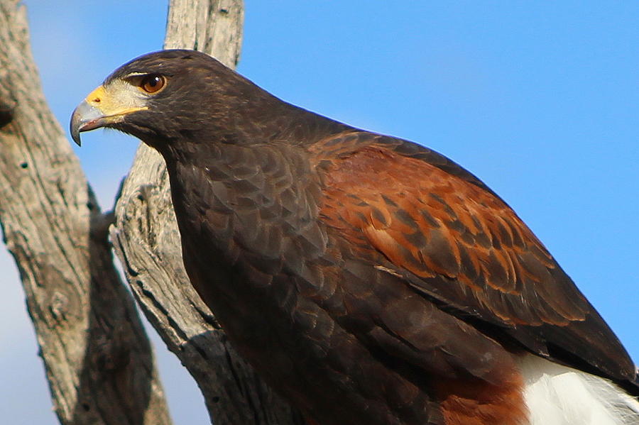 Harriss Hawk Photograph By Monica Donaldson Stewart Fine Art America