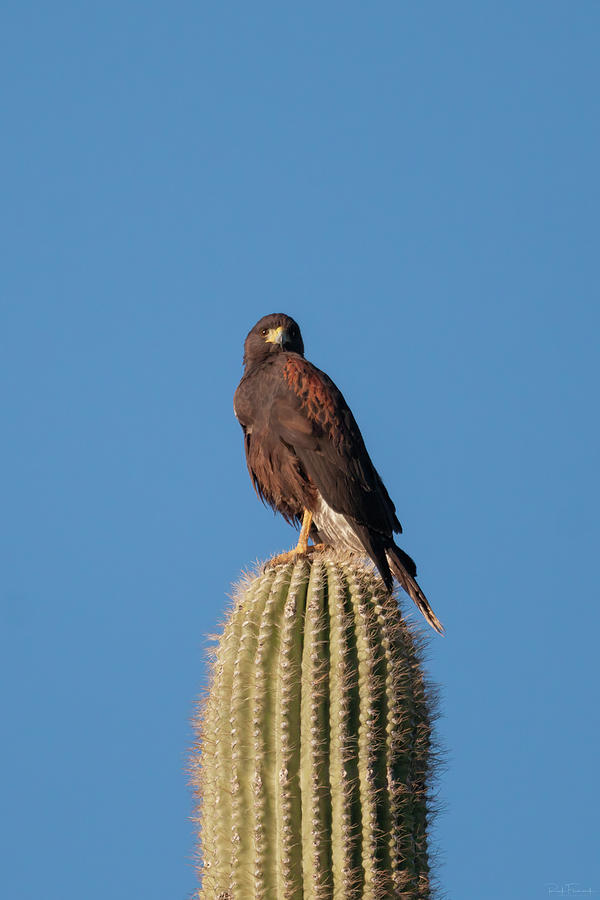 Harriss Hawk On the Lookout Photograph by Rick Furmanek