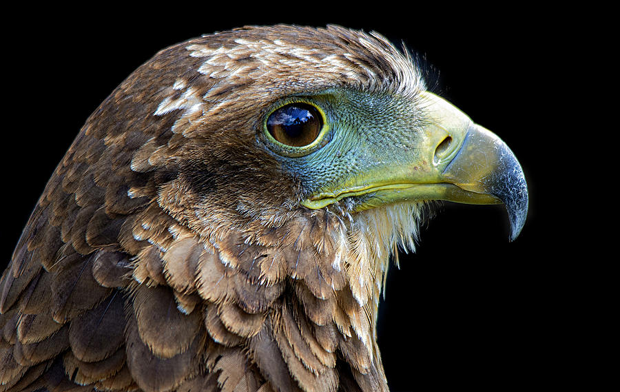 Harriss Hawk Portrait Photograph