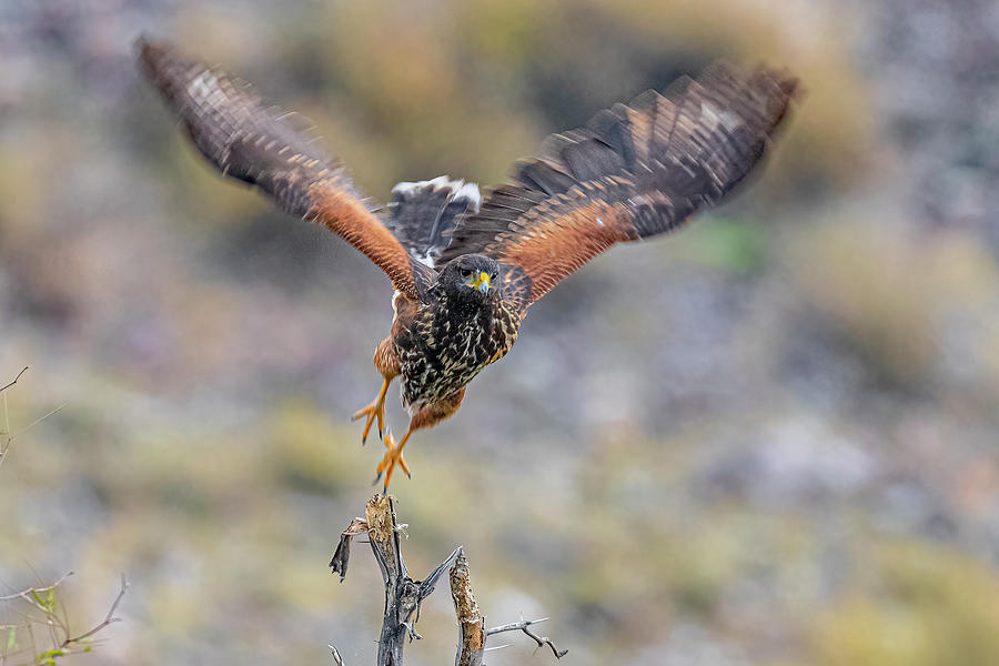 Hawk Photograph - Harriss Hawk Taking Off by Morris Finkelstein