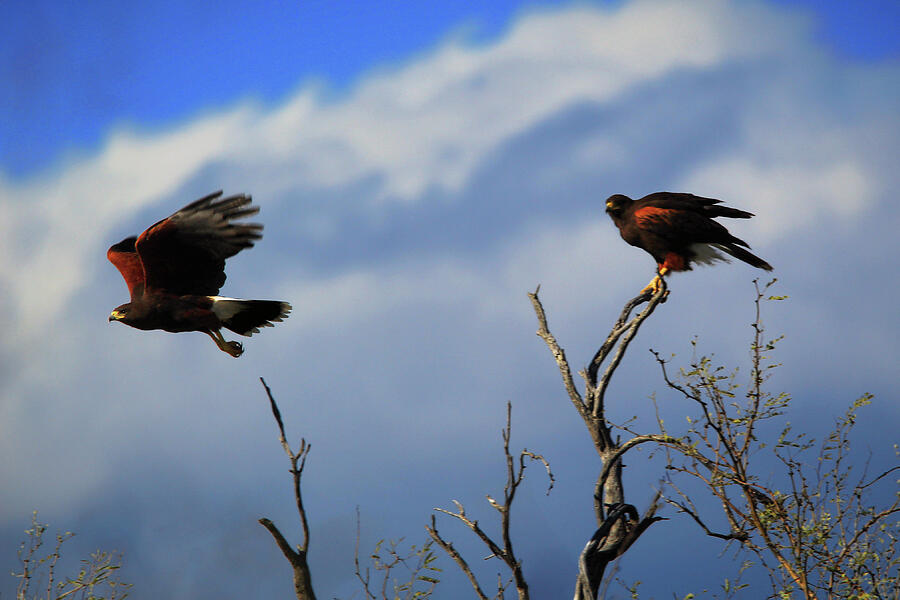 Harriss Hawks Photograph by Jason Judd