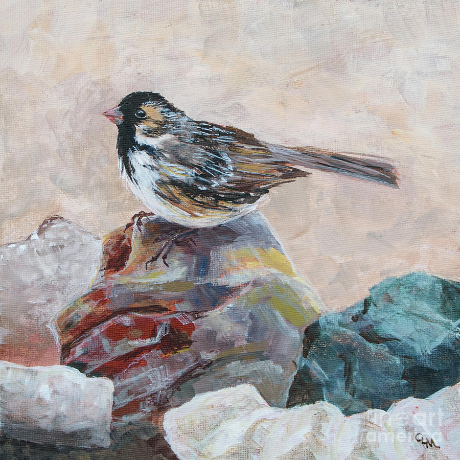 Harriss Sparrow Photograph by Cheryl McClure
