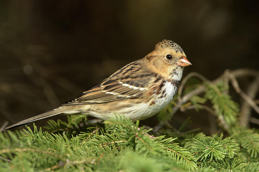 Harriss Sparrow Photograph by Jan Luit