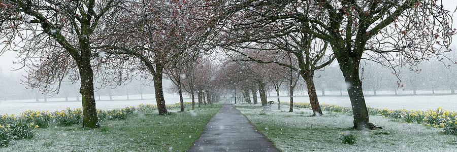 Harrogate Stray Park Path Cherry Tree in winter snow Photograph by Sonny Ryse