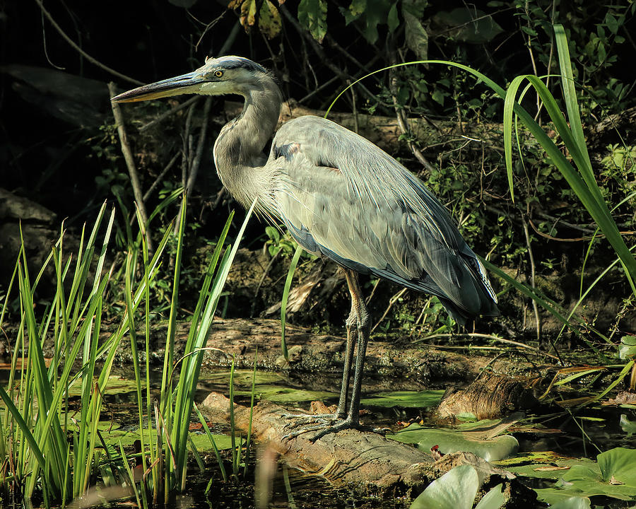 Harry the Heron Photograph by Dennis Lundell - Pixels