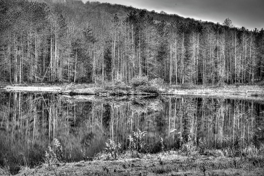 Harsh reflection of trees in water Photograph by Dan Friend