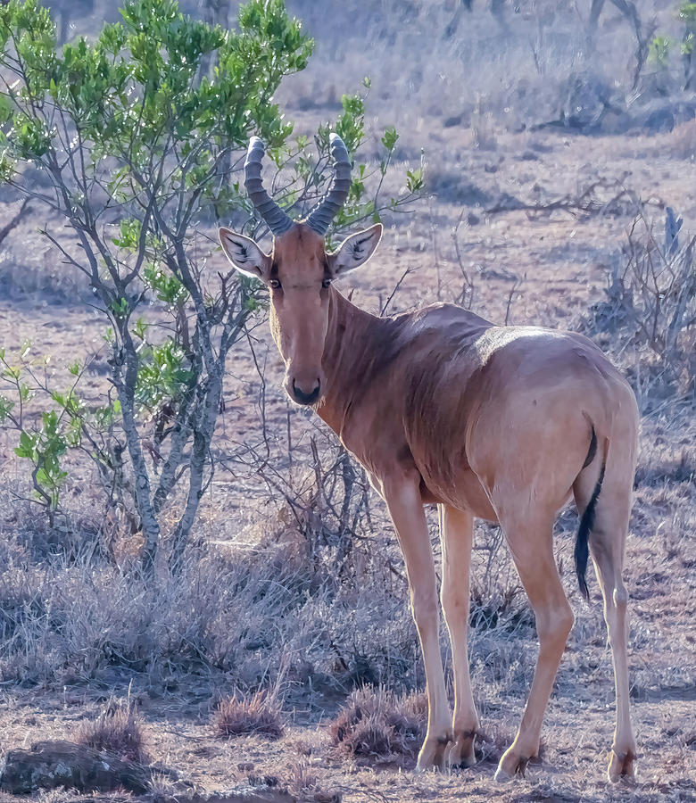 Animal Photograph - Hartebeest by Phil And Karen Rispin