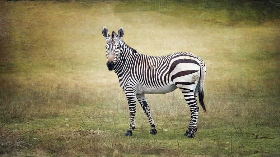 Hartmanns Zebra Photograph
