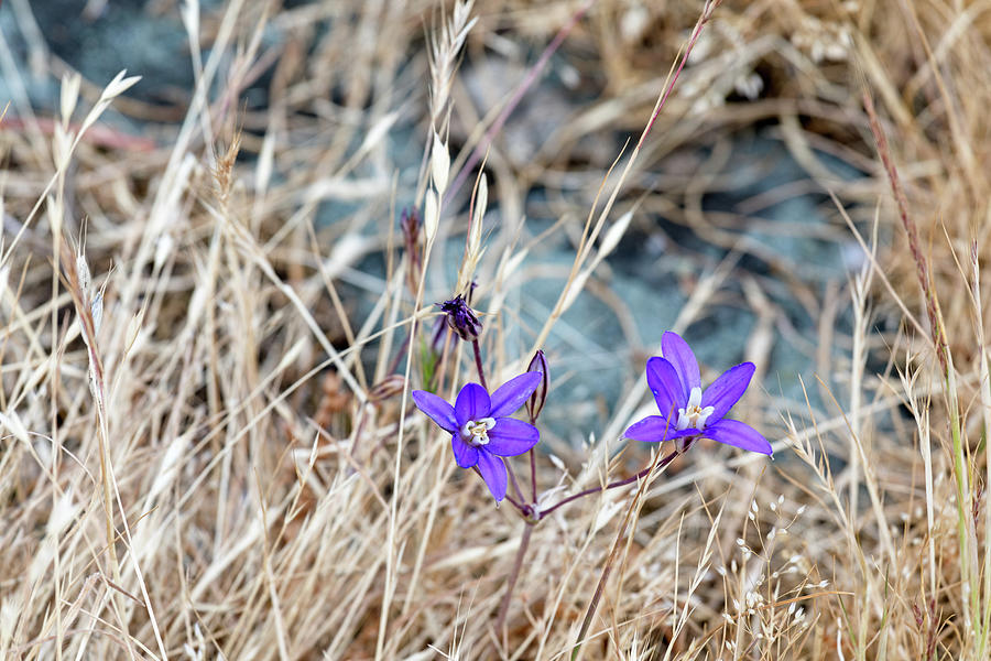 Harvest Brodiaea  at Ruckle Park Photograph by Michael Russell