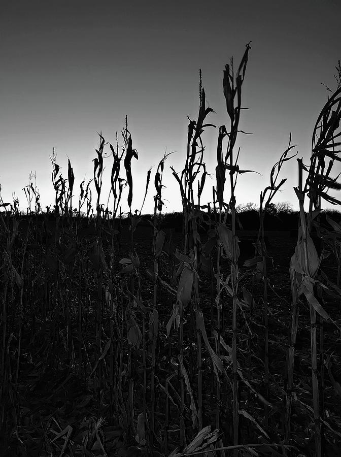 Harvest - BW Photograph by Fred Larucci