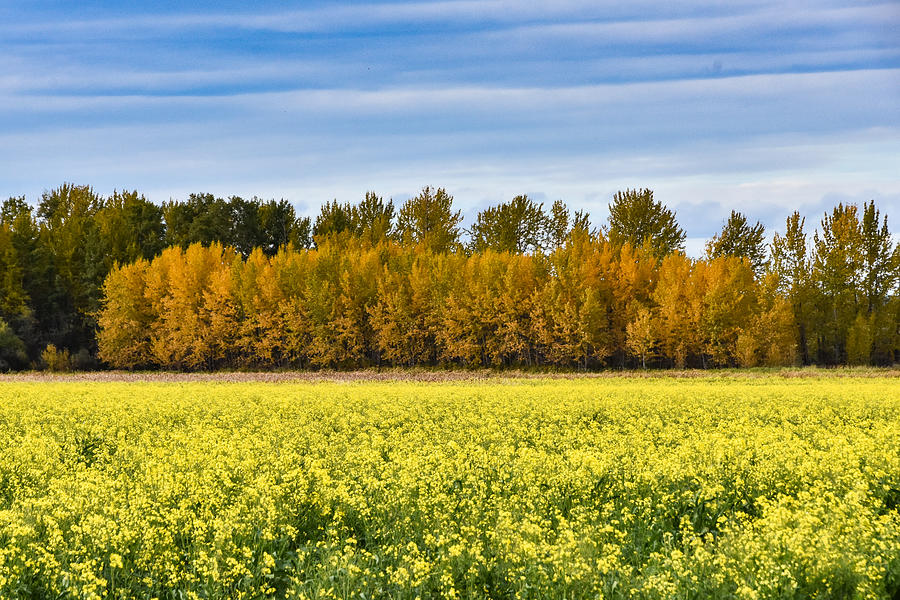 Harvest Colours Photograph by Stephen Viszlai - Fine Art America