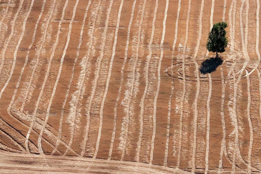 Harvest Lines and Tree Photograph by Jerry Sodorff