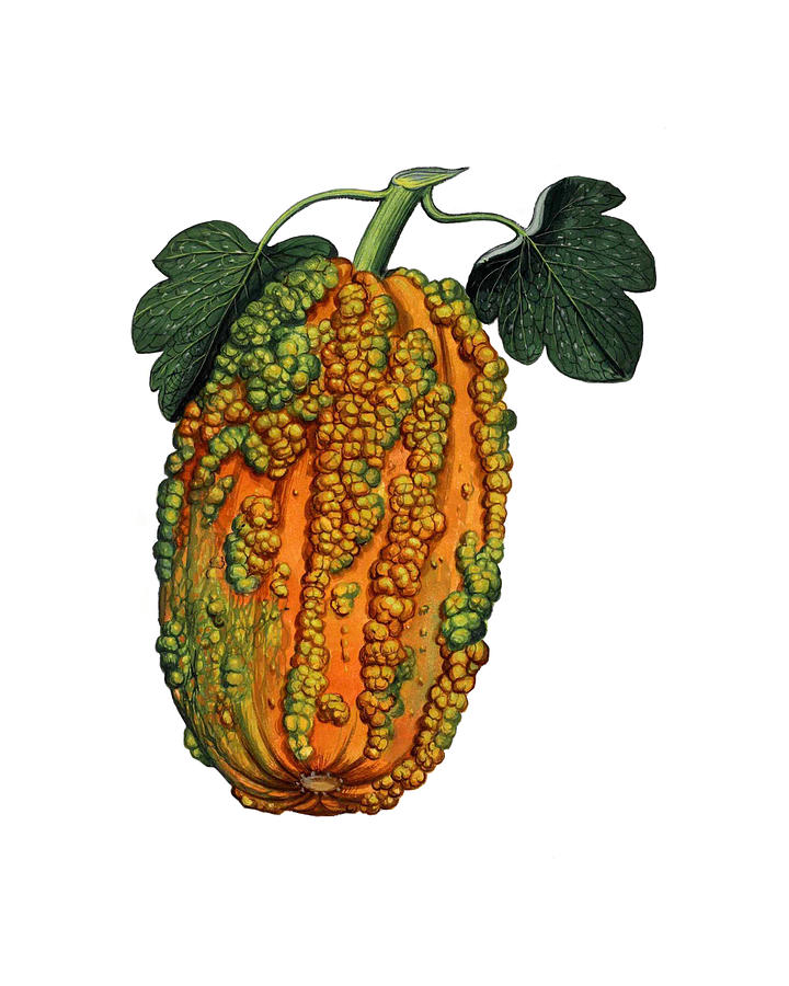 Pumpkin Digital Art - Harvest by Madame Memento