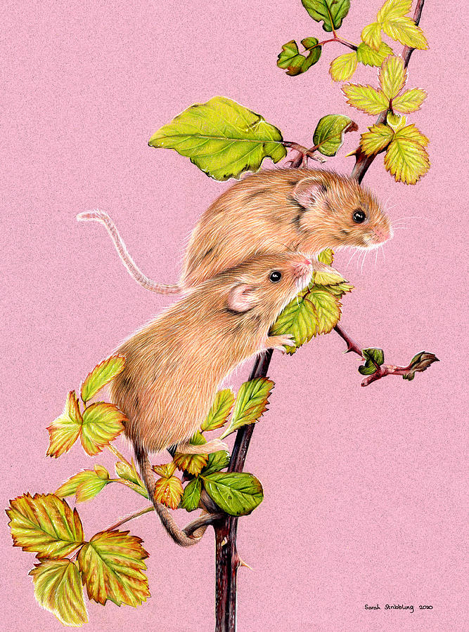 Mouse Painting - Harvest Mice drawing by Sarah Stribbling