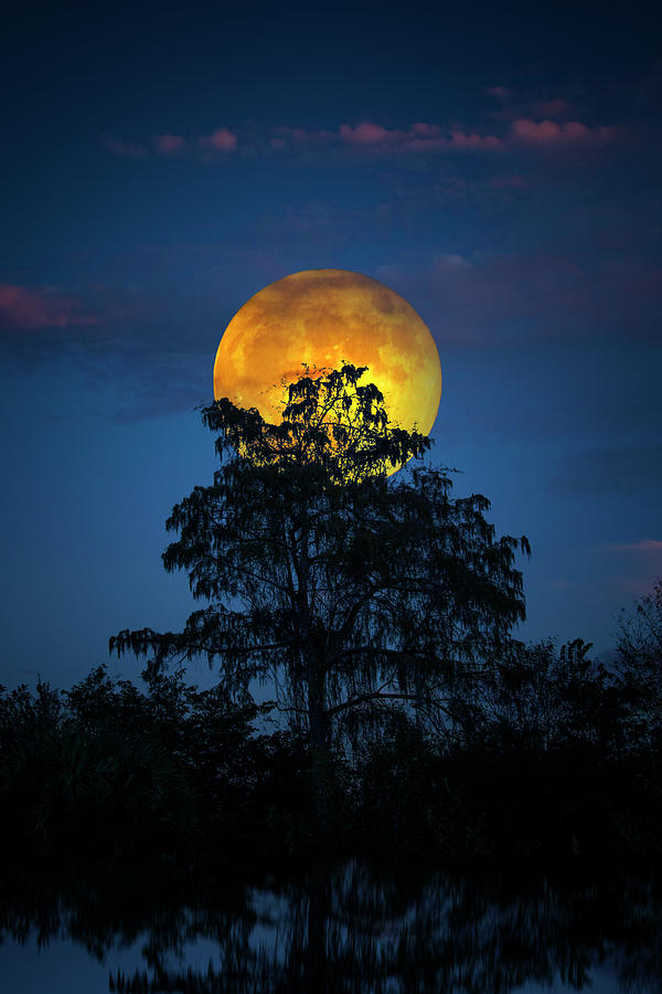 Harvest Moon in the Everglades Photograph by Mark Andrew Thomas