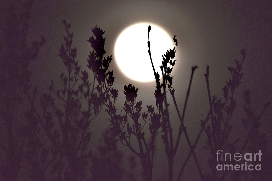 Harvest Moon Risin Photograph by Debra Banks