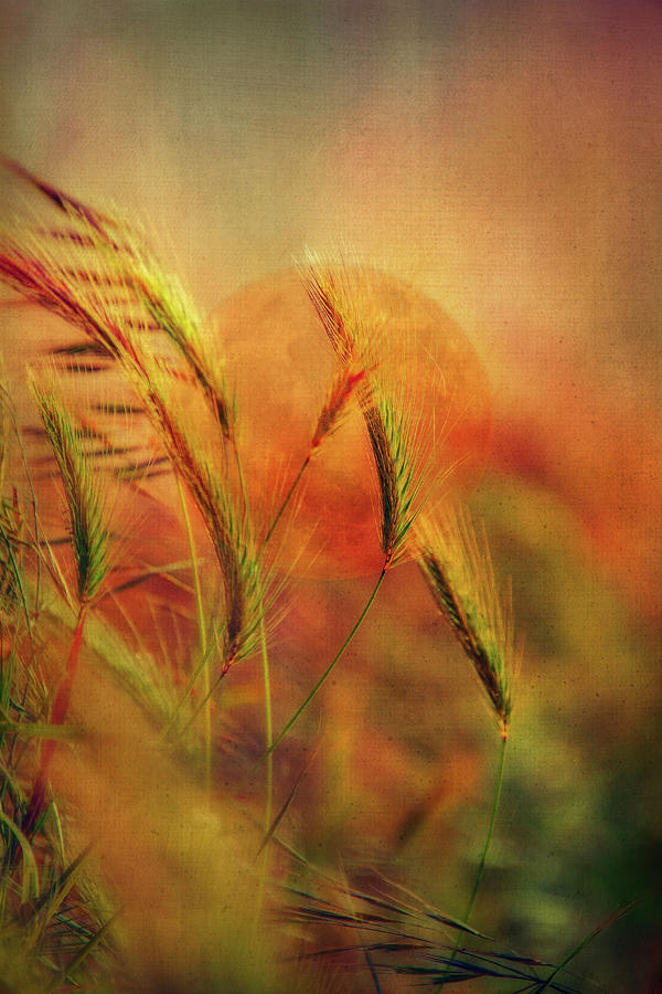 Harvest Moon Digital Art by Terry Davis