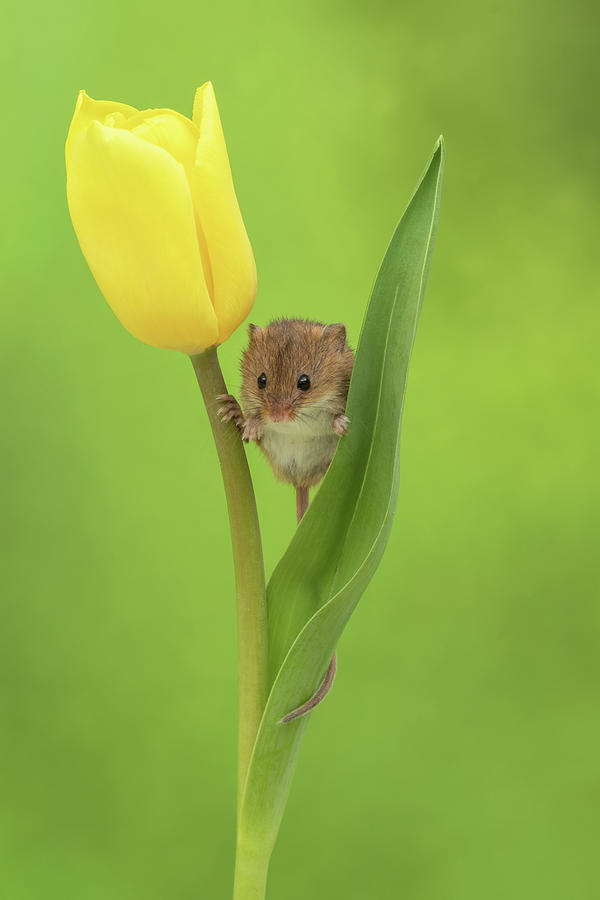 Harvest Mouse- 1 Photograph by Miles Herbert
